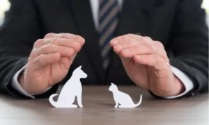 financial-hewan-peliharaan