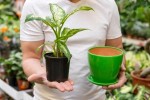 Cara-Memilih-Pot-Bunga-Plastik