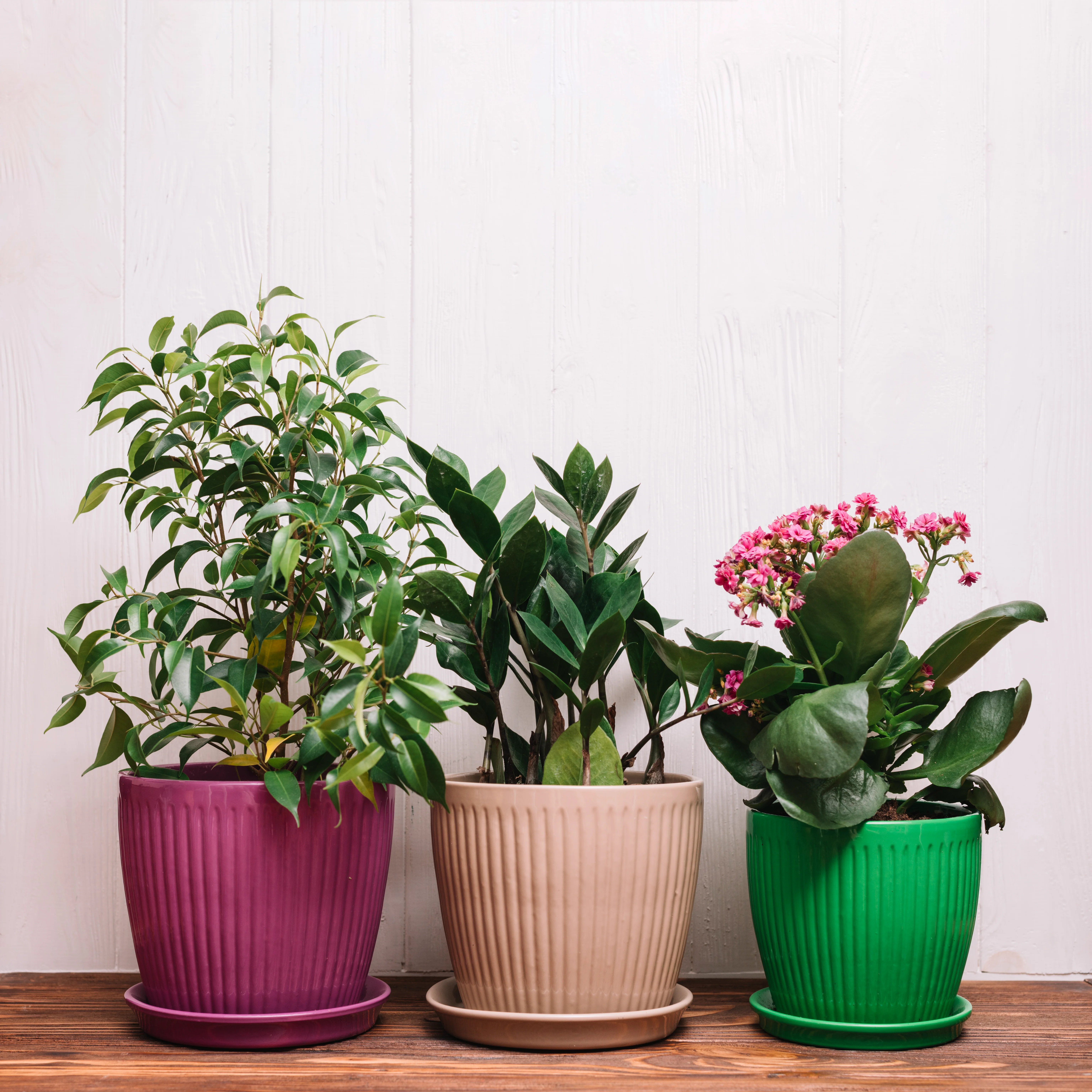 pot-bunga-plastik-warna